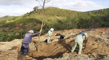 天新集团植树造林，绿化荒山秃岭